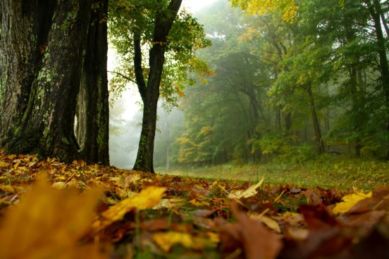 Shenandoah National Park, Virginia