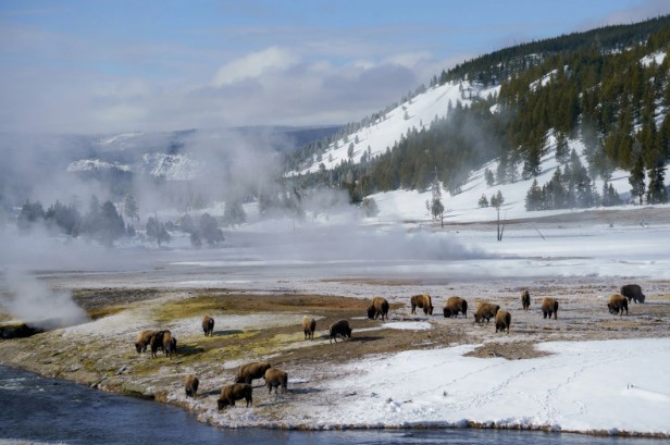 Yellowstone National Park
