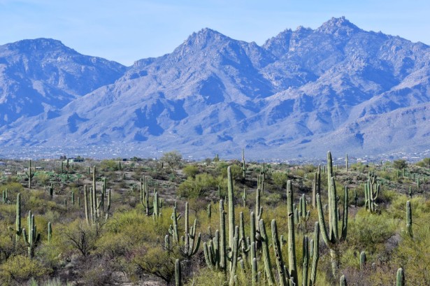 Saguaro National Park 